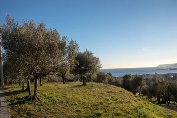 Foto op Plexiglas panorama Ligure con ulivi presso Albisola , Savona © mghidoli