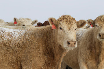 Charolais Cow