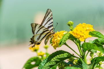 Scarce swallowtail eating yellow flower