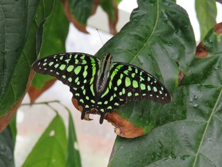 Green and Black Butterfly