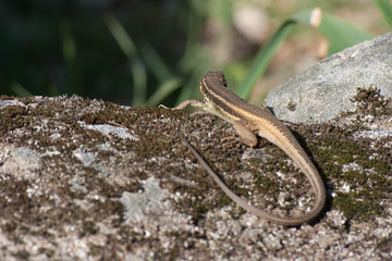 Lagartija de espaldas