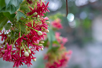 Red flowers are blooming in the garden.