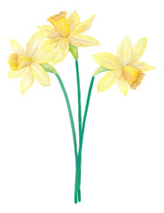 Spring bouquet of bright yellow daffodils or narcissus. Three flowers. Hand drawn watercolor illustration. Isolated on white background.