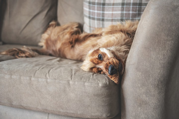 Cocker Spaniel Relaxing on Sofa