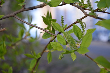 scene of fresh foliage and blue sky, ideal as a nature background with bright vibrant colors