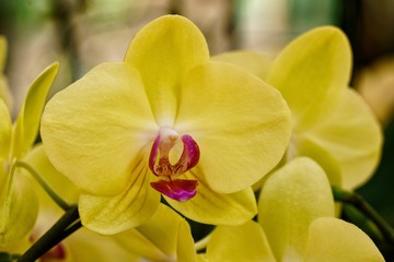 Fototapeta na wymiar yellow orchid in farm