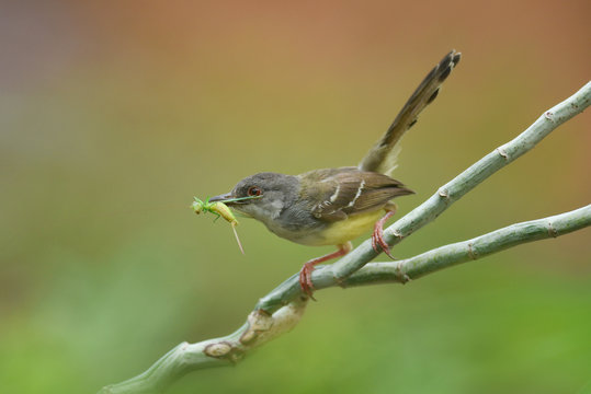 Bar-wing Prinia bird carrying a grasshopper in its beak, Indonesia