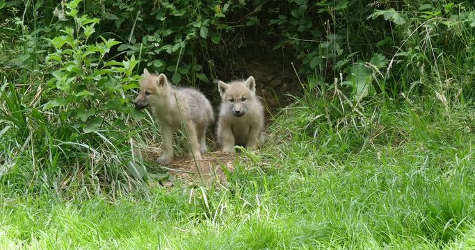 Arctic Wolf, canis lupus tundrarum, Cub playing near Den Entrance, Real Time 4K