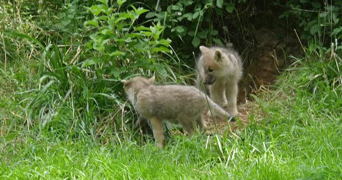 Arctic Wolf, canis lupus tundrarum, Cub playing at Den Entrance, Real Time 4K