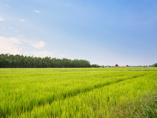 Rice field green rice stalks swaying in the wind blue sky cloud cloudy landscape background