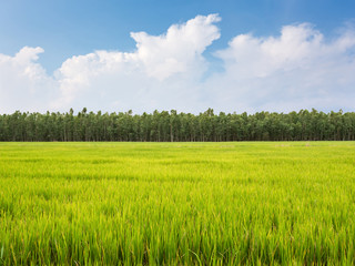 Rice field green rice stalks swaying in the wind blue sky cloud cloudy landscape background