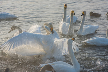 Fighting white whooping swans swimming in the nonfreezing winter lake. The place of wintering of swans, Altay, Siberia, Russia. © olinchuk