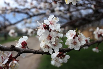 cherry blossom in spring