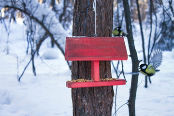 Titmouses eat nuts in the feeder
