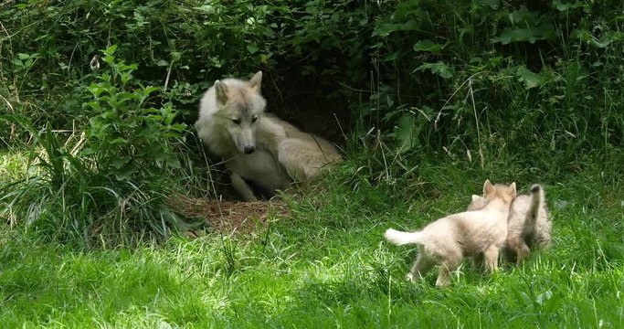 Arctic Wolf, canis lupus tundrarum, Mother and Cub standing at Den Entrance, Real Time 4K