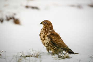 Common buzzard buteo buteo on winter field