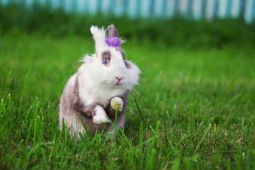 Кролик в траве с цветком