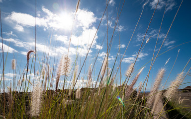 Wild grasses in the summer sun