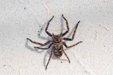 A very large huntsman spider over a white sand floor. This family of spiders is widespread over tropical and temperate zones of the world.