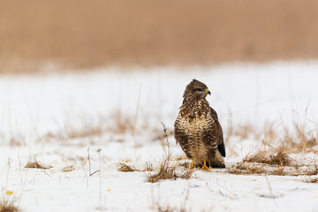 Common buzzard buteo buteo on winter field