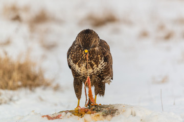 Common buzzard eating meat on the snow