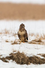 Common buzzard buteo buteo on winter field