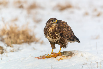 Common buzzard eating meat on the snow