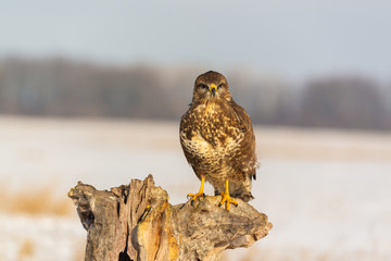Photo of common buzzard buteo buteo on a tree