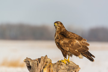 Photo of common buzzard buteo buteo on a tree