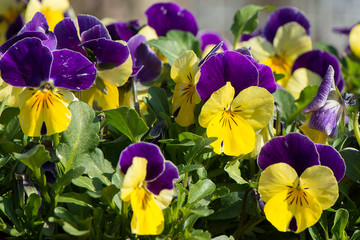 Stiefm&uuml;tterchen