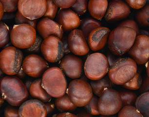 Chestnut isolated on background