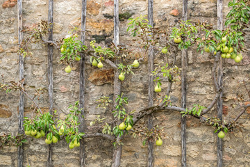 Pear Tree climbing old stone wall- Alternativ Gardening 