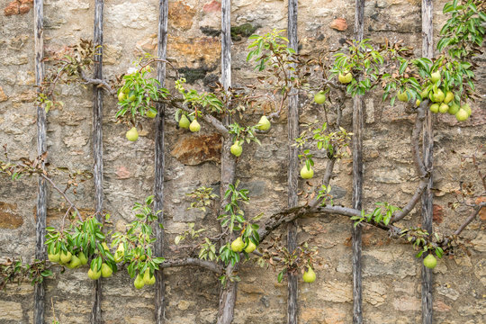Pear Tree climbing old stone wall- Alternativ Gardening 