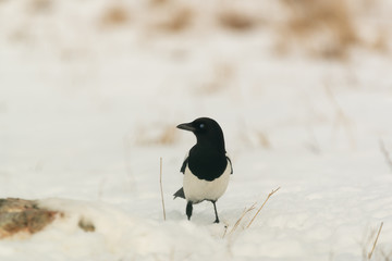 Photo of magpie bird on the snow