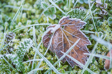 frozen autumn leaves