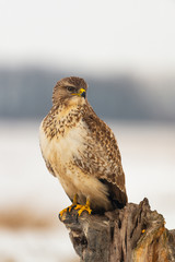 Photo of common buzzard buteo buteo on a tree