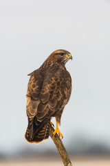 Photo of common buzzard buteo buteo on a tree