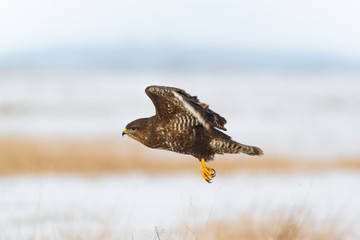 Flying common buzzard buteo buteo