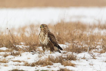 Common buzzard buteo buteo on winter field