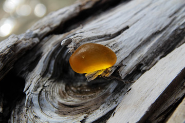 Piece of amber found on the Baltic seashore. Baltic Amber Jewelry. Rustic wood background. Naturally. Latvia