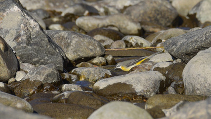 Cutrettola sul sasso che cerca cibo tra le rocce del fiume