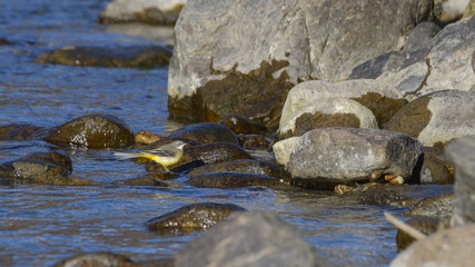 Fototapeta na wymiar Ballerina gialla posata sulle rocce del fiume