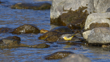 Fototapeta na wymiar Ballerina gialla che cerca cibo nell'acqua sul fiume