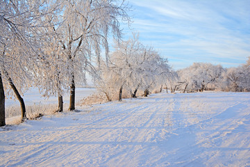 Winter landscape