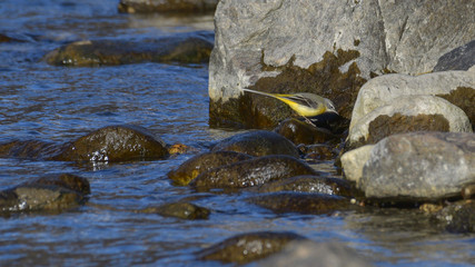 Cutrettola sui sassi del fiume in inverno