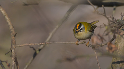 Fiorrancino maschio posato sul rametto del bosco