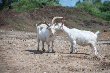 Obraz na płótnie Canvas White goats grazing on stony ground plains near Bauska, Latvia.