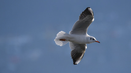 Gabbiano comune in volo nel cielo blu