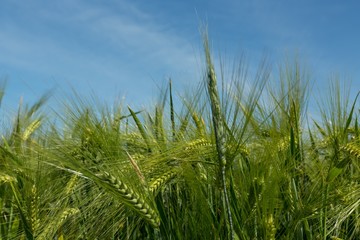 Green Barley / Wheat Field