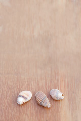 Drei kleine Muscheln auf einem Holztisch, Hintergrundbild mit textfreiraum
